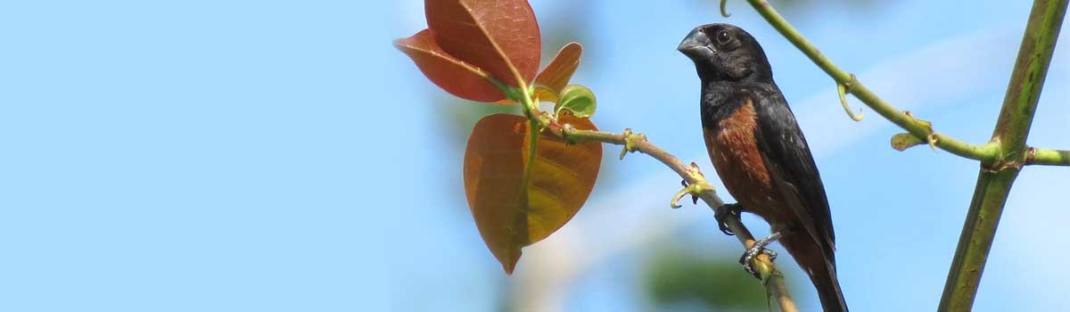 Criadouro Oliveira J.A.